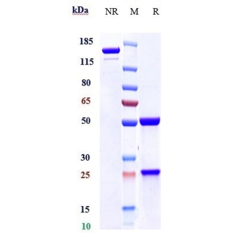 SDS-PAGE - Amatuximab Biosimilar - Anti-Mesothelin Antibody - Low endotoxin, Azide free (A323276) - Antibodies.com