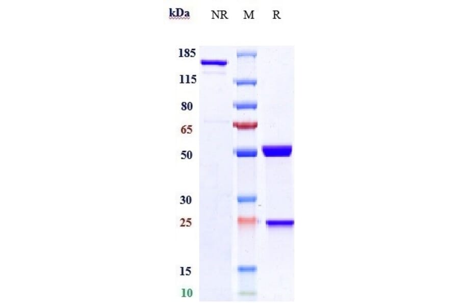 SDS-PAGE - Amivantamab Biosimilar - Anti-Met (c-Met) Antibody - Low endotoxin, Azide free (A323277) - Antibodies.com