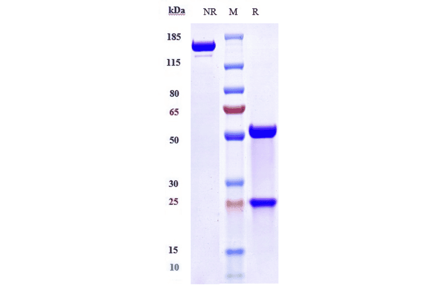 SDS-PAGE - Amlitelimab Biosimilar - Anti-OX40L/TNFSF4 Antibody - Low endotoxin, Azide free (A323278) - Antibodies.com