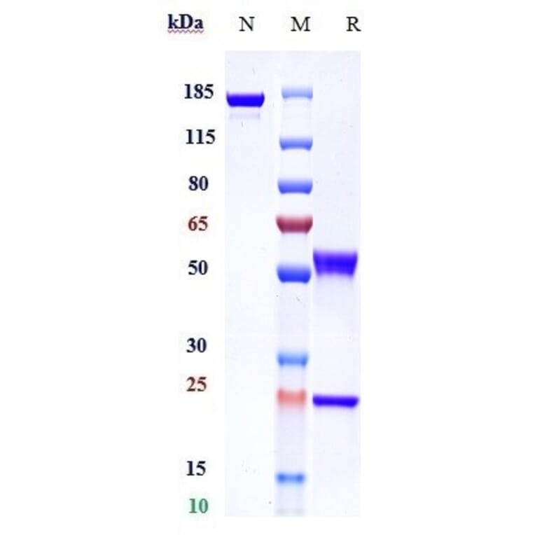 SDS-PAGE - Andecaliximab Biosimilar - Anti-MMP9 Antibody - Low endotoxin, Azide free (A323279) - Antibodies.com