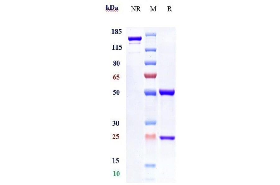 SDS-PAGE - Anifrolumab Biosimilar - Anti-Interferon alpha/beta Receptor 1 Antibody - Low endotoxin, Azide free (A323283) - Antibodies.com