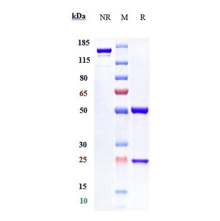 SDS-PAGE - Anifrolumab Biosimilar - Anti-Interferon alpha/beta Receptor 1 Antibody - Low endotoxin, Azide free (A323283) - Antibodies.com