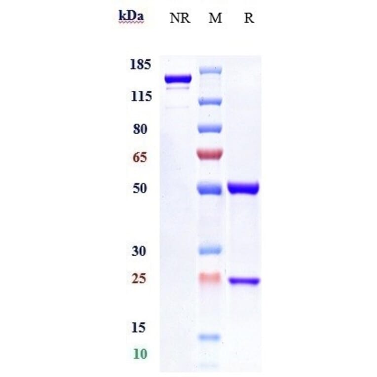 SDS-PAGE - Anifrolumab Biosimilar - Anti-Interferon alpha/beta Receptor 1 Antibody - Low endotoxin, Azide free (A323283) - Antibodies.com