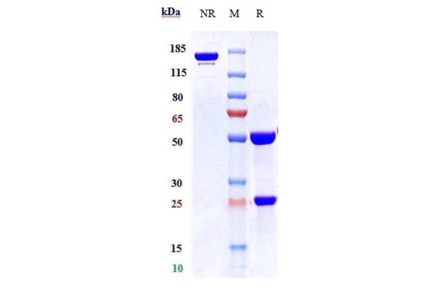 SDS-PAGE - Apamistamab Biosimilar - Anti-CD45 Antibody - Low endotoxin, Azide free (A323285) - Antibodies.com
