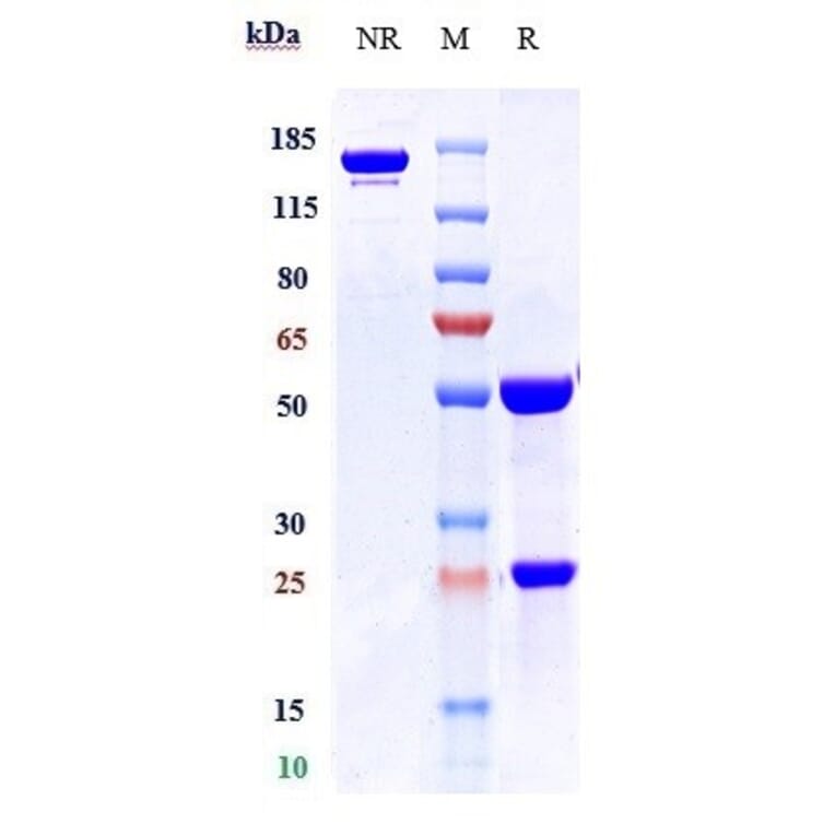 SDS-PAGE - Apamistamab Biosimilar - Anti-CD45 Antibody - Low endotoxin, Azide free (A323285) - Antibodies.com