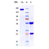 SDS-PAGE - Apamistamab Biosimilar - Anti-CD45 Antibody - Low endotoxin, Azide free (A323285) - Antibodies.com