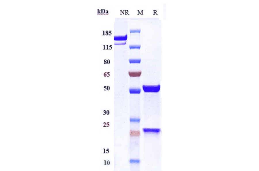 SDS-PAGE - Apitegromab Biosimilar - Anti-GDF8/Myostatin Antibody - Low endotoxin, Azide free (A323286) - Antibodies.com