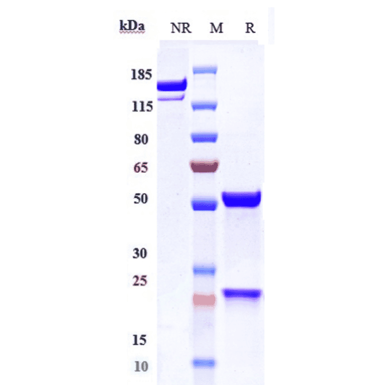 SDS-PAGE - Apitegromab Biosimilar - Anti-GDF8/Myostatin Antibody - Low endotoxin, Azide free (A323286) - Antibodies.com