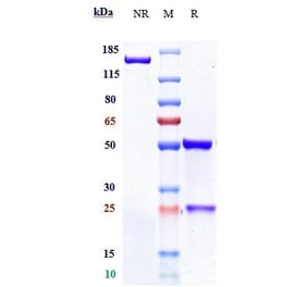 SDS-PAGE - Aprutumab Biosimilar - Anti-FGFR2 Antibody - Low endotoxin, Azide free (A323287) - Antibodies.com