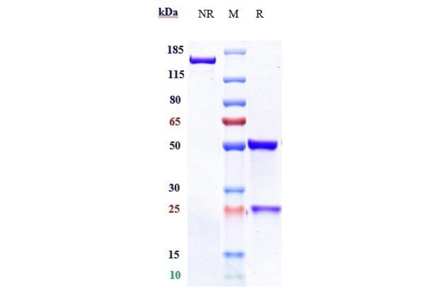 SDS-PAGE - Aprutumab Biosimilar - Anti-FGFR2 Antibody - Low endotoxin, Azide free (A323287) - Antibodies.com