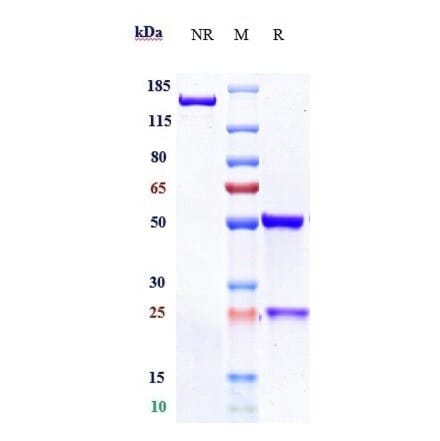 SDS-PAGE - Aprutumab Biosimilar - Anti-FGFR2 Antibody - Low endotoxin, Azide free (A323287) - Antibodies.com