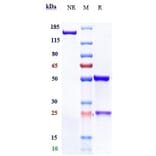 SDS-PAGE - Aprutumab Biosimilar - Anti-FGFR2 Antibody - Low endotoxin, Azide free (A323287) - Antibodies.com