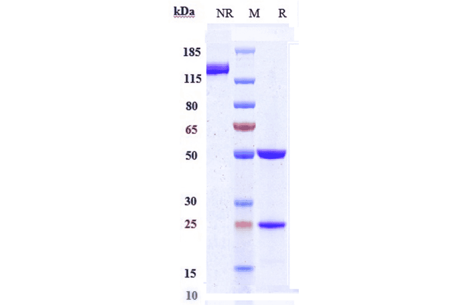 SDS-PAGE - Ascrinvacumab Biosimilar - Anti-ALK-1 Antibody - Low endotoxin, Azide free (A323288) - Antibodies.com