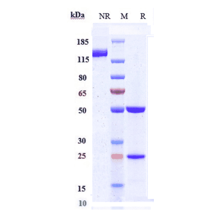 SDS-PAGE - Ascrinvacumab Biosimilar - Anti-ALK-1 Antibody - Low endotoxin, Azide free (A323288) - Antibodies.com