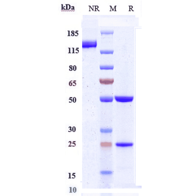 SDS-PAGE - Ascrinvacumab Biosimilar - Anti-ALK-1 Antibody - Low endotoxin, Azide free (A323288) - Antibodies.com