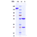 SDS-PAGE - Ascrinvacumab Biosimilar - Anti-ALK-1 Antibody - Low endotoxin, Azide free (A323288) - Antibodies.com
