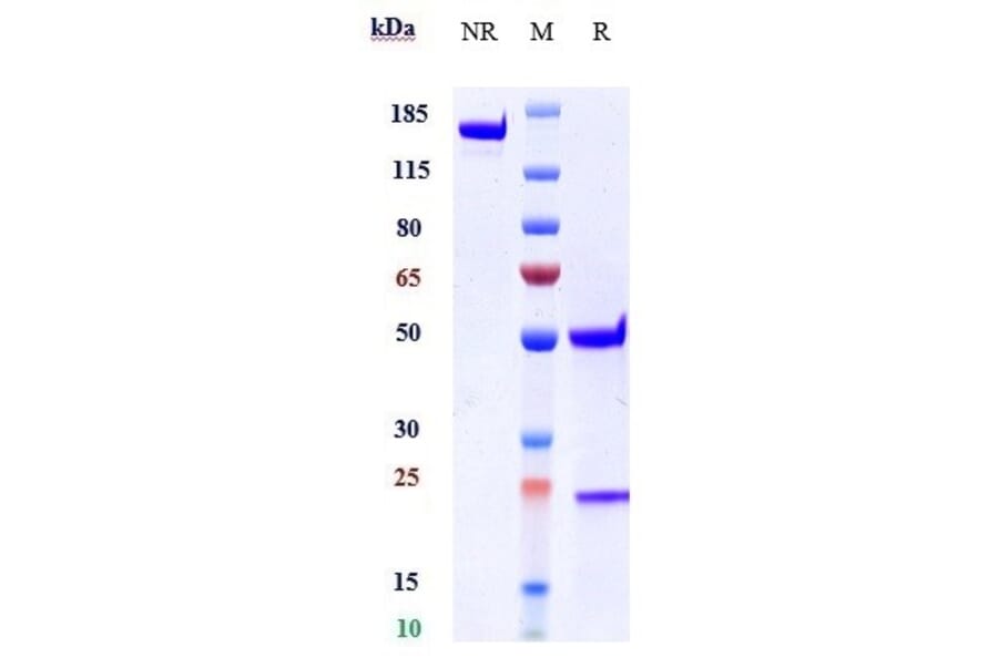 SDS-PAGE - Astegolimab Biosimilar - Anti-ST2 Antibody - Low endotoxin, Azide free (A323289) - Antibodies.com