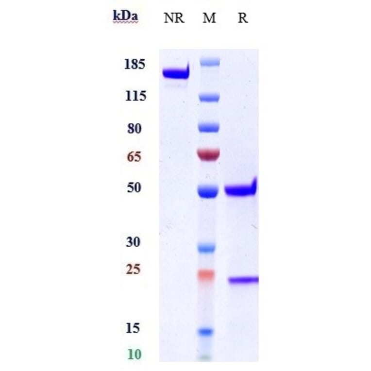 SDS-PAGE - Astegolimab Biosimilar - Anti-ST2 Antibody - Low endotoxin, Azide free (A323289) - Antibodies.com