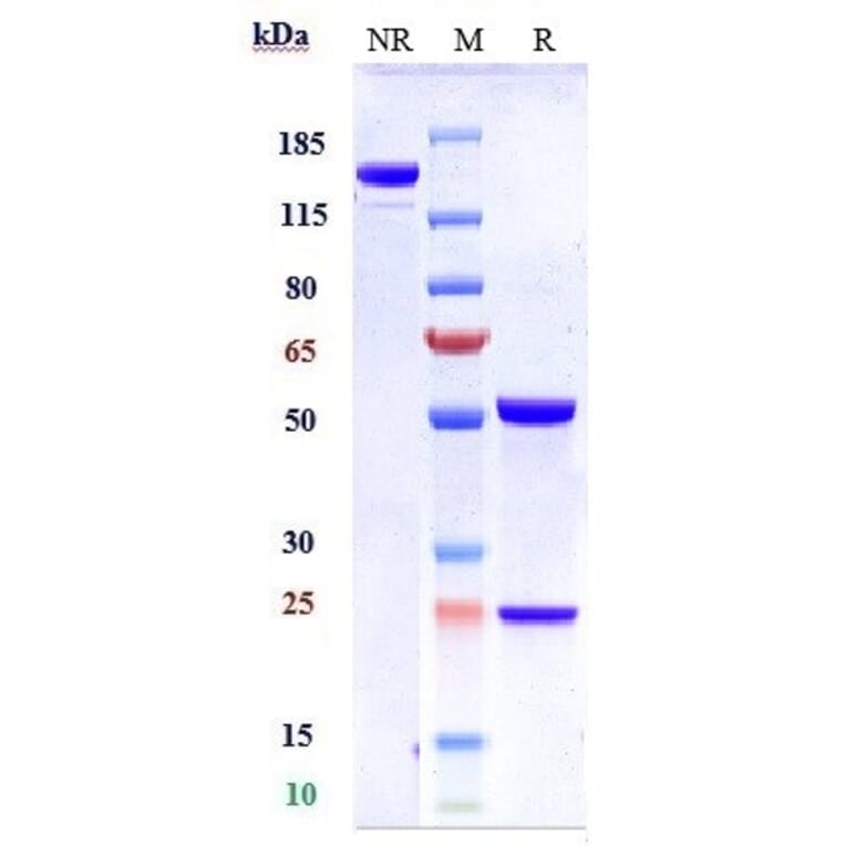 SDS-PAGE - Atezolizumab Biosimilar - Anti-PD-L1 Antibody - Low endotoxin, Azide free (A323290) - Antibodies.com