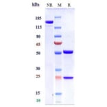 SDS-PAGE - Atezolizumab Biosimilar - Anti-PD-L1 Antibody - Low endotoxin, Azide free (A323290) - Antibodies.com
