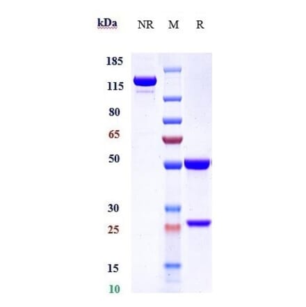 SDS-PAGE - Atibuclimab Biosimilar - Anti-CD14 Antibody - Low endotoxin, Azide free (A323291) - Antibodies.com