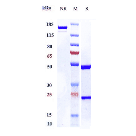 SDS-PAGE - Atinumab Biosimilar - Anti-Nogo Antibody - Low endotoxin, Azide free (A323292) - Antibodies.com