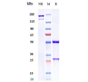 SDS-PAGE - Avelumab Biosimilar - Anti-PD-L1 Antibody - Low endotoxin, Azide free (A323294) - Antibodies.com