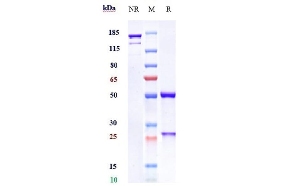 SDS-PAGE - Avelumab Biosimilar - Anti-PD-L1 Antibody - Low endotoxin, Azide free (A323294) - Antibodies.com