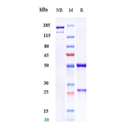 SDS-PAGE - Avelumab Biosimilar - Anti-PD-L1 Antibody - Low endotoxin, Azide free (A323294) - Antibodies.com