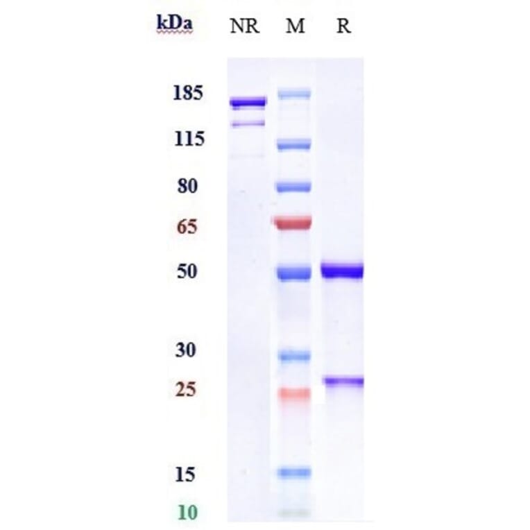 SDS-PAGE - Avelumab Biosimilar - Anti-PD-L1 Antibody - Low endotoxin, Azide free (A323294) - Antibodies.com