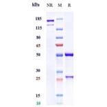 SDS-PAGE - Avelumab Biosimilar - Anti-PD-L1 Antibody - Low endotoxin, Azide free (A323294) - Antibodies.com