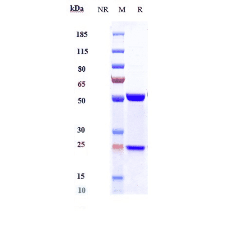 SDS-PAGE - Avizakimab Biosimilar - Anti-IL-21 Antibody - Low endotoxin, Azide free (A323295) - Antibodies.com