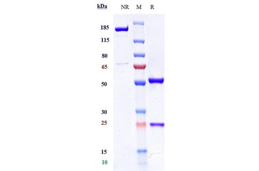 SDS-PAGE - Axatilimab Biosimilar - Anti-CSF-1-R Antibody - Low endotoxin, Azide free (A323296) - Antibodies.com