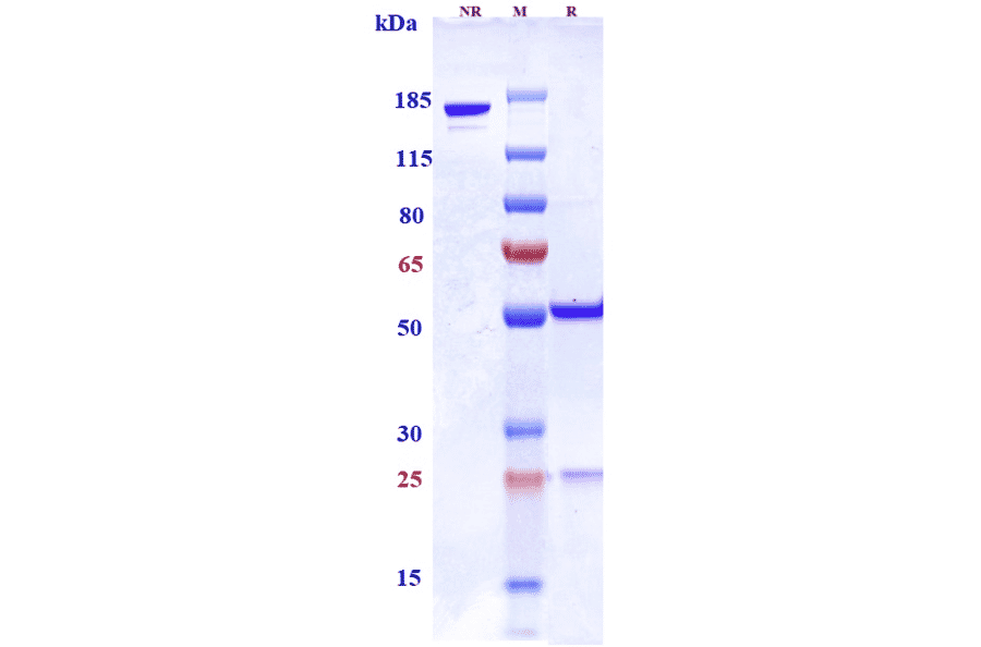 SDS-PAGE - Azintuxizumab Biosimilar - Anti-SLAMF7/CS1 Antibody - Low endotoxin, Azide free (A323297) - Antibodies.com