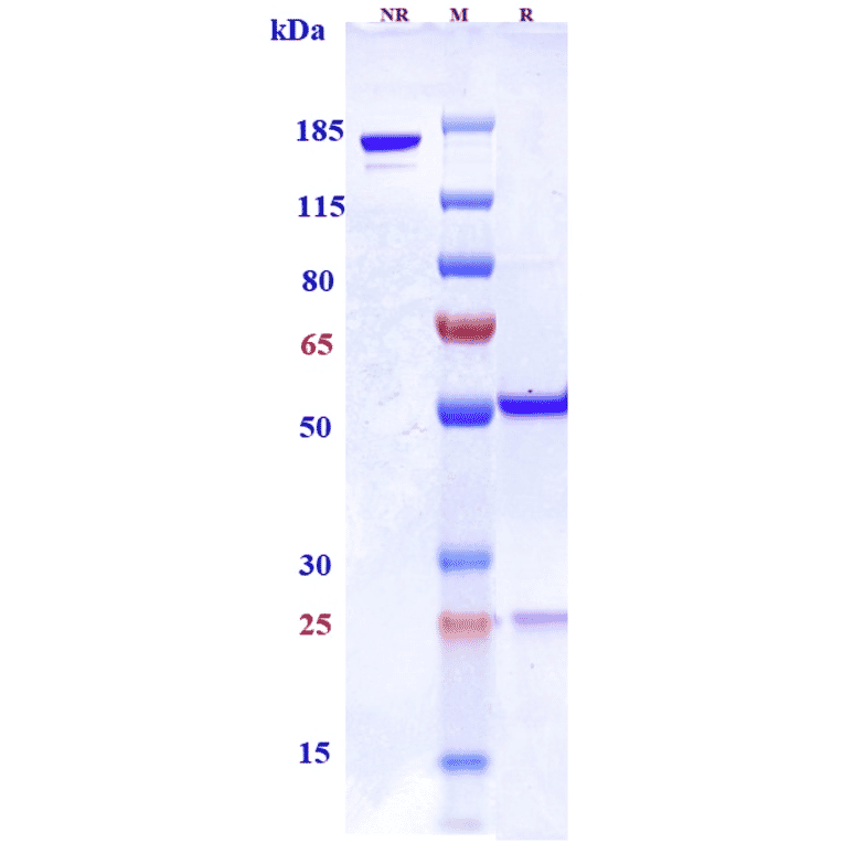 SDS-PAGE - Azintuxizumab Biosimilar - Anti-SLAMF7/CS1 Antibody - Low endotoxin, Azide free (A323297) - Antibodies.com