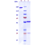 SDS-PAGE - Azintuxizumab Biosimilar - Anti-SLAMF7/CS1 Antibody - Low endotoxin, Azide free (A323297) - Antibodies.com