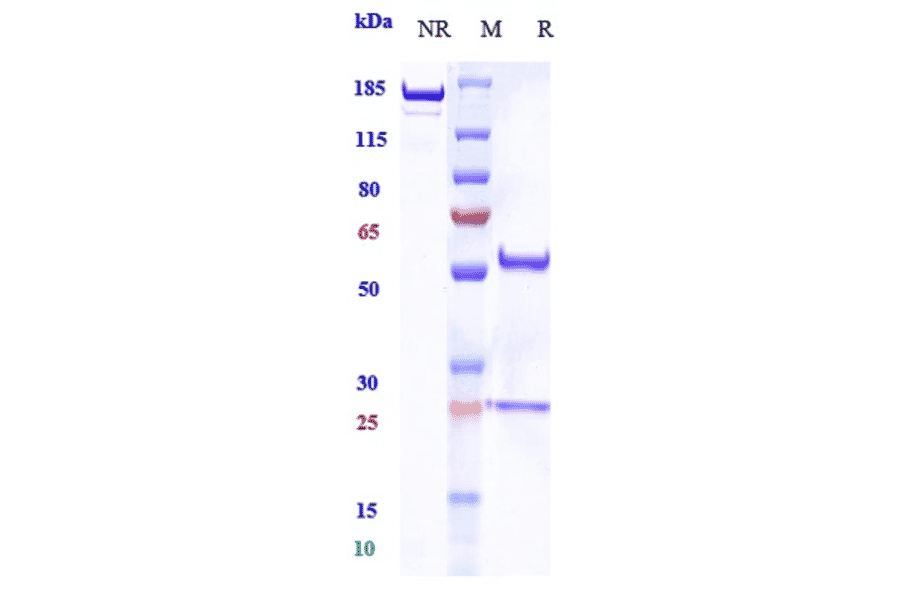 SDS-PAGE - Balstilimab Biosimilar - Anti-PD1 Antibody - Low endotoxin, Azide free (A323298) - Antibodies.com