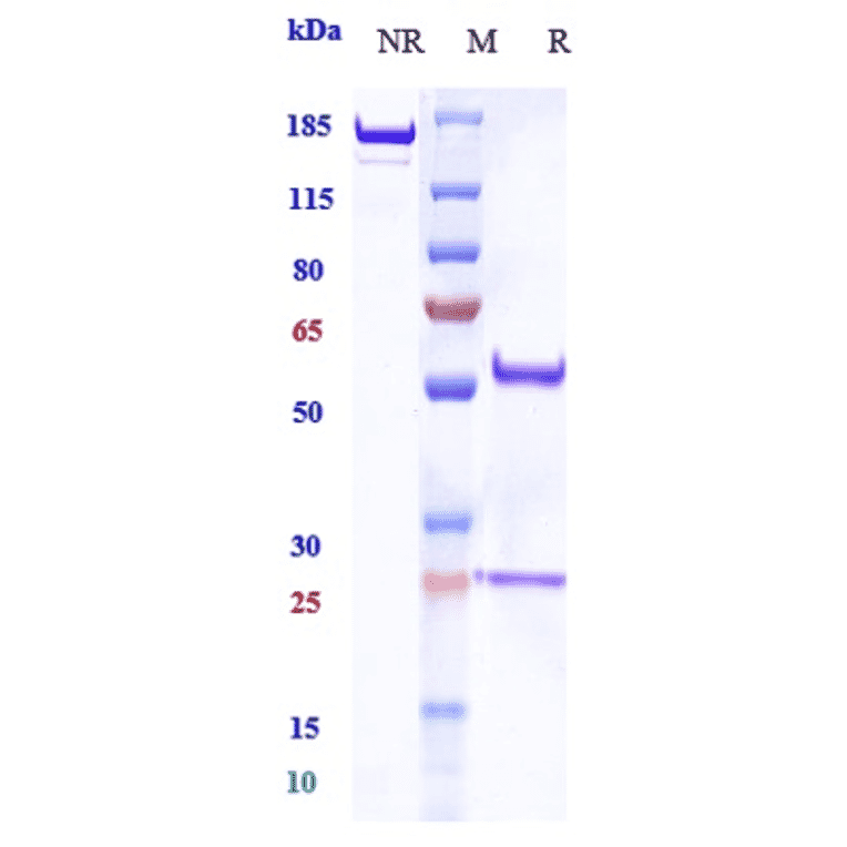SDS-PAGE - Balstilimab Biosimilar - Anti-PD1 Antibody - Low endotoxin, Azide free (A323298) - Antibodies.com