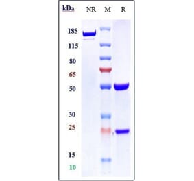 SDS-PAGE - Bapineuzumab Biosimilar - Anti-beta Amyloid Antibody - Low endotoxin, Azide free (A323299) - Antibodies.com