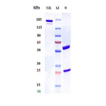 SDS-PAGE - Bapotulimab Biosimilar - Anti-ILDR2 Antibody - Low endotoxin, Azide free (A323300) - Antibodies.com