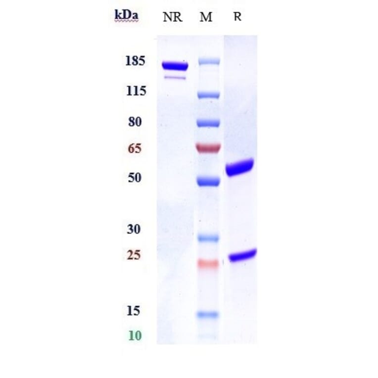 SDS-PAGE - Bapotulimab Biosimilar - Anti-ILDR2 Antibody - Low endotoxin, Azide free (A323300) - Antibodies.com