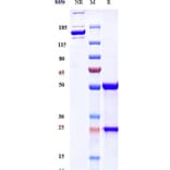 SDS-PAGE - Basiliximab Biosimilar - Anti-IL-2 Receptor alpha Antibody - Low endotoxin, Azide free (A323302) - Antibodies.com