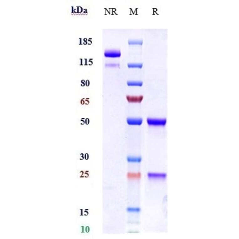 SDS-PAGE - Batoclimab Biosimilar - Anti-FCGRT/FCRN Antibody - Low endotoxin, Azide free (A323303) - Antibodies.com