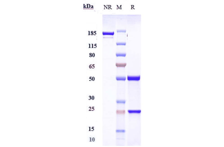SDS-PAGE - Bavituximab Biosimilar - Anti-PISD Antibody - Low endotoxin, Azide free (A323304) - Antibodies.com