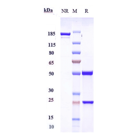SDS-PAGE - Bavituximab Biosimilar - Anti-PISD Antibody - Low endotoxin, Azide free (A323304) - Antibodies.com