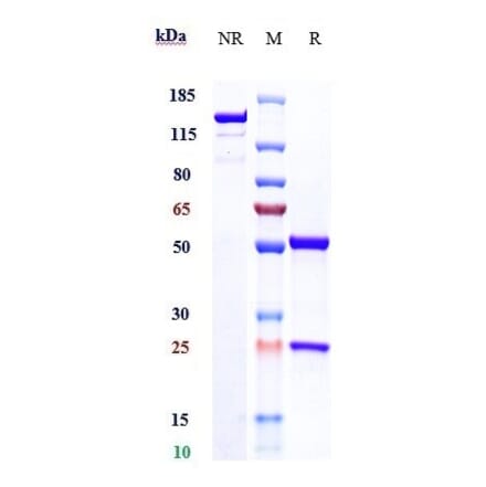 SDS-PAGE - Befovacimab Biosimilar - Anti-TFPI Antibody - Low endotoxin, Azide free (A323305) - Antibodies.com