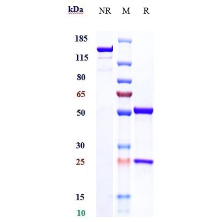 SDS-PAGE - Befovacimab Biosimilar - Anti-TFPI Antibody - Low endotoxin, Azide free (A323305) - Antibodies.com