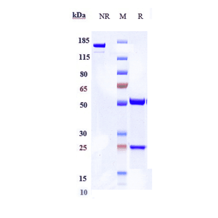 SDS-PAGE - Begelomab Biosimilar - Anti-DPP4 Antibody - Low endotoxin, Azide free (A323306) - Antibodies.com