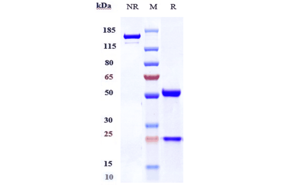 SDS-PAGE - Belantamab Biosimilar - Anti-BCMA Antibody - Low endotoxin, Azide free (A323308) - Antibodies.com