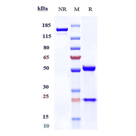 SDS-PAGE - Belantamab Biosimilar - Anti-BCMA Antibody - Low endotoxin, Azide free (A323308) - Antibodies.com
